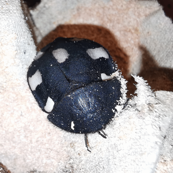 Design sans titre(144) Therea Bernhardti