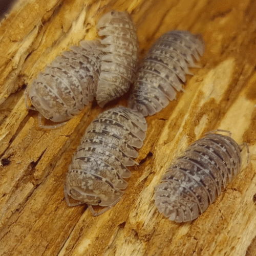 Design sans titre(152) Armadillidium ameglioi — Le cloporte discret aux reflets minéraux