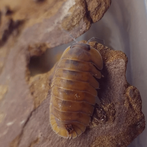 Design sans titre(159) Cubaris sp (Orange tiger) — isopode rare et prisé, tigré aux reflets orangés