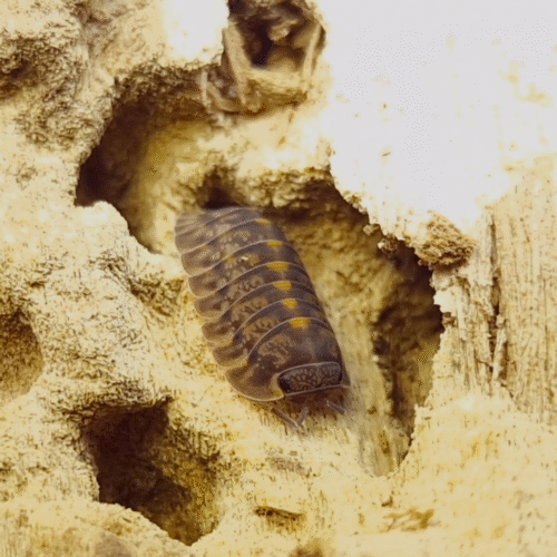 Design sans titre(164) Cubaris sp (Plating tung sung) — Le cloporte sorti de sa grotte calcaire