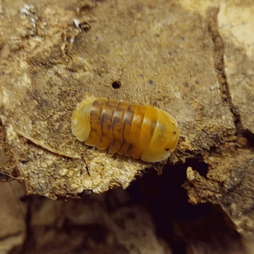 Design sans titre(166) Cubaris sp. (Rubber Ducky) — icône d’un hobby de passionnés