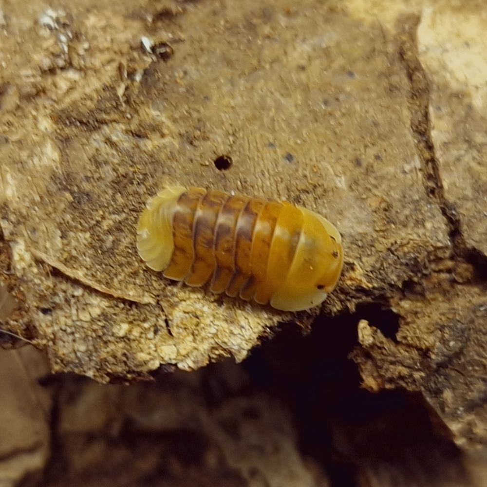 Design sans titre(166) Cubaris sp. (Rubber Ducky) — icône d’un hobby de passionnés