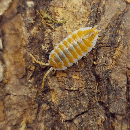 Design sans titre(178) Porcellio hoffmannseggi (Orange)