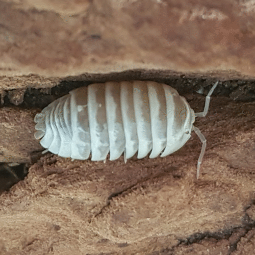 Design sans titre(185) Armadillidium maculatum (Chocolat)