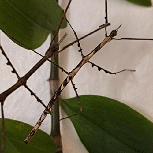 La Photo arrive bientôt(1) Medauromorpha regina (Tay Yen Tu)