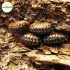 Armadillidium Klugii "Montenegro"