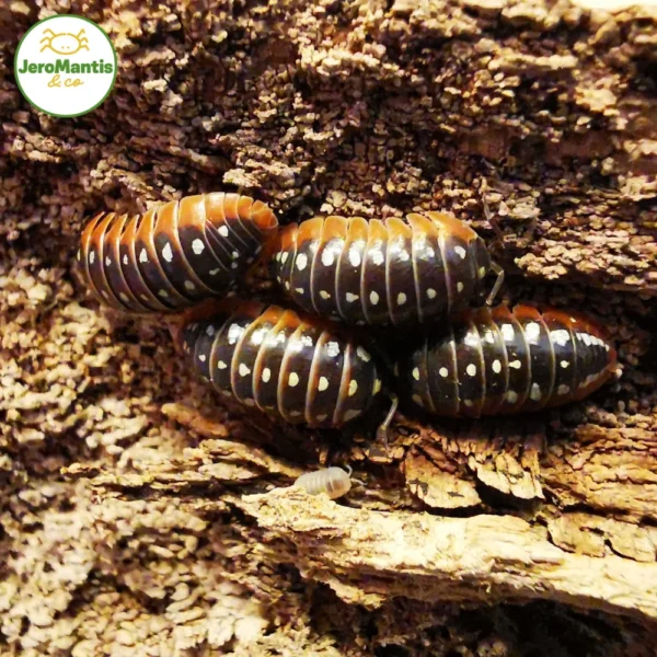 Armadillidium Klugii "Montenegro"