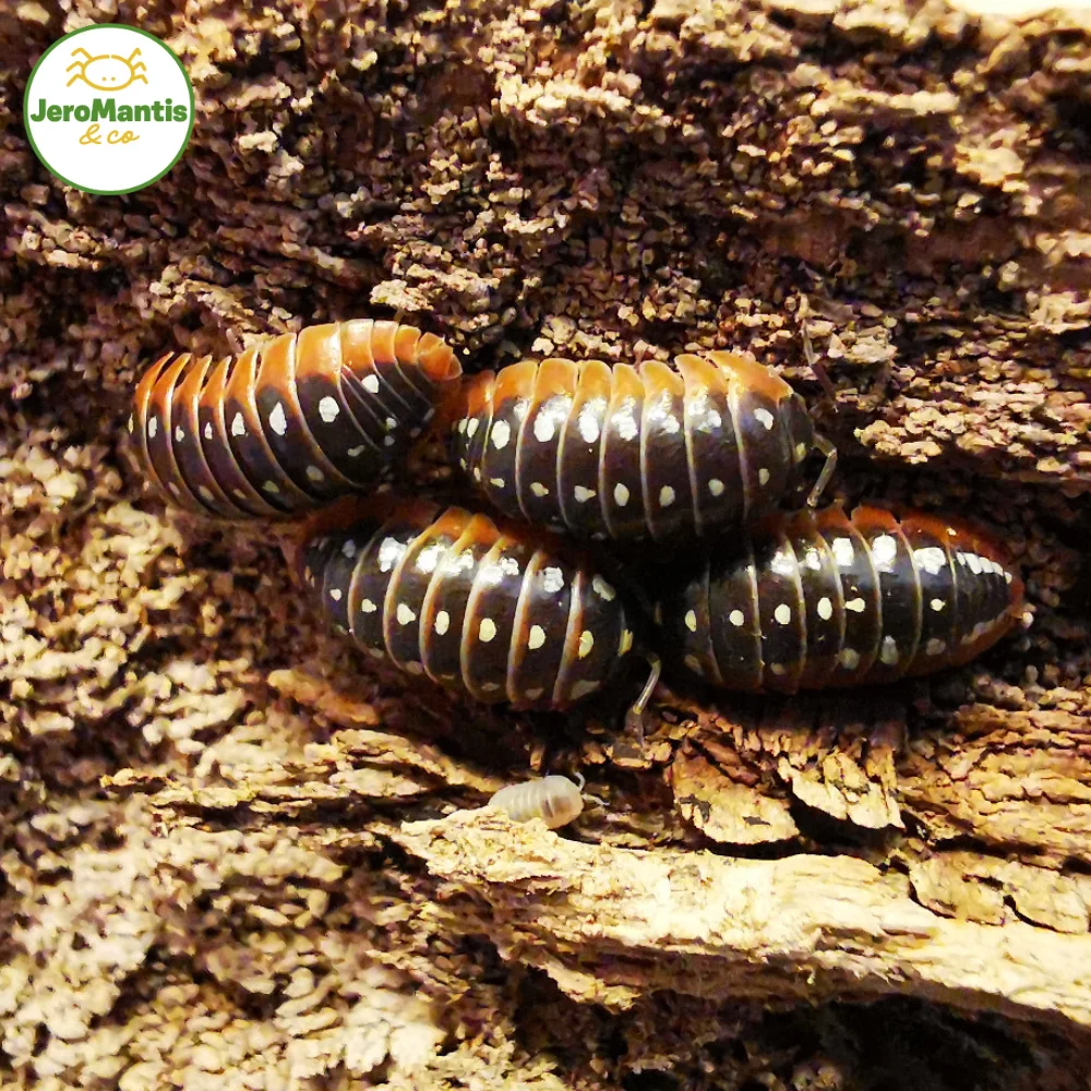 Armadillidium Klugii "Montenegro"