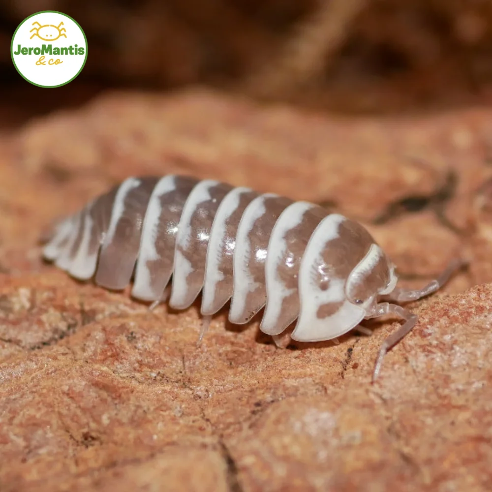 Armadillidium Maculatum "Chocolat"