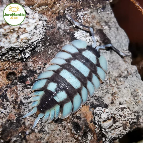 La-Photo-arrive-bientot24 Porcellio Expansus