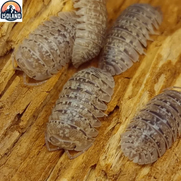 Armadillidium Ameglioi — Le cloporte discret aux reflets minéraux