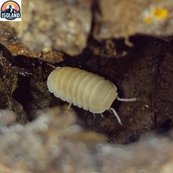 Cubaris Sp Panda King "White Out" — Le cloporte aux reflets nacrés, presque polaires