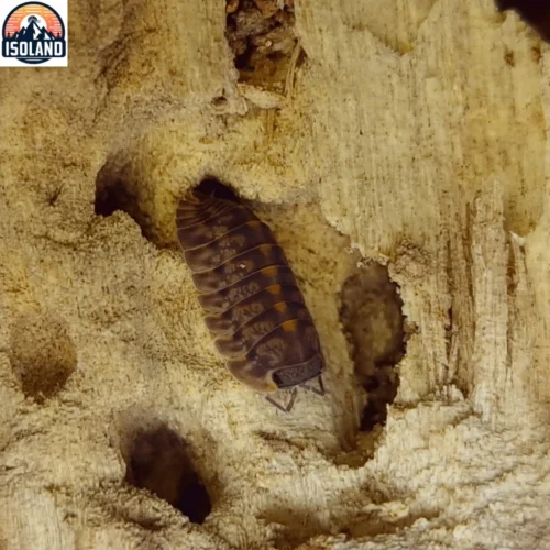 Cubaris Sp "Plating Tung Sung" — Le cloporte sorti de sa grotte calcaire