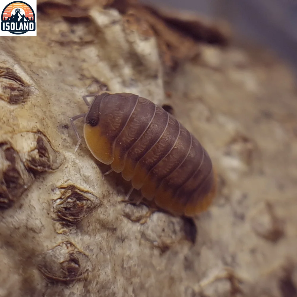 Cubaris Sp "Red Edge" - Le  cloporte aux bords rougeâtres
