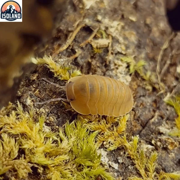 Cubaris Sp "Salmon" — Le cloporte martiniquais aux teintes saumonées