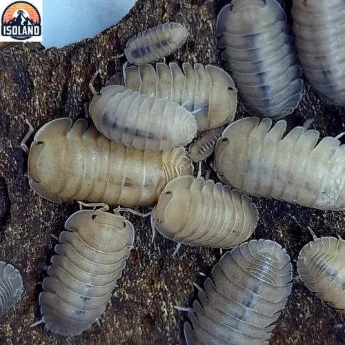 Cubaris Sp "Thaï Angel Blue"