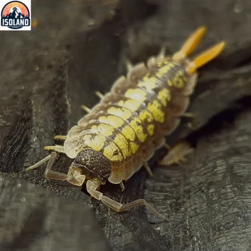 La-Photo-arrive-bientot49 Porcellio Sp "Red stick" — cloporte aux uropodes flamboyants