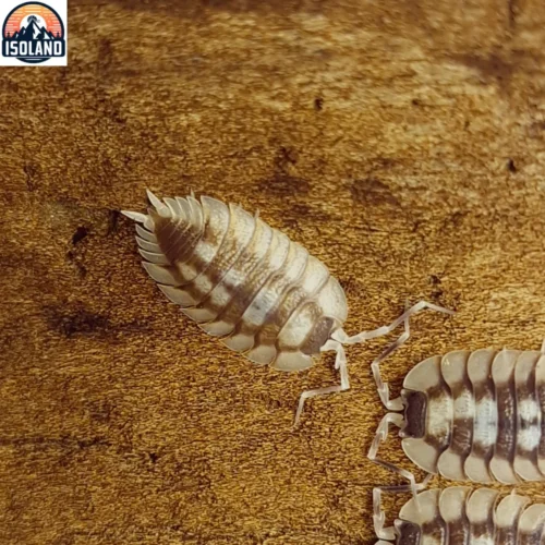 Porcellio Expansus "White"