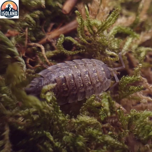 Porcellio Monticola Meridionnalis — cloporte discret des hauteurs calcaires