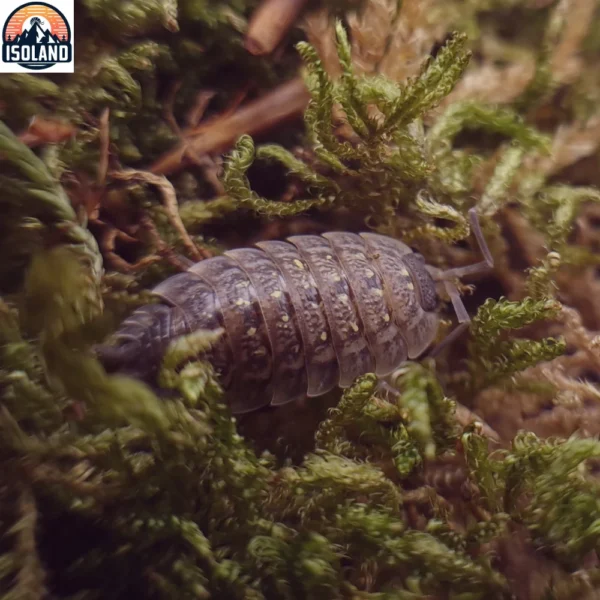 Porcellio Monticola Meridionnalis — cloporte discret des hauteurs calcaires