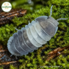 Cubaris Sp Panda King