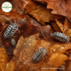 Armadillidium Maculatum "Zébra"