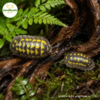Armadillidium Gestroi