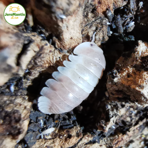 Cubaris Sp Panda King "Pink"