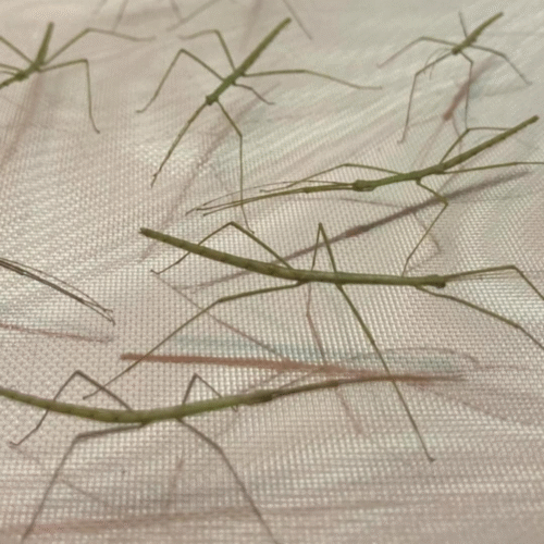 Design sans titre(234) Orxine xiphia