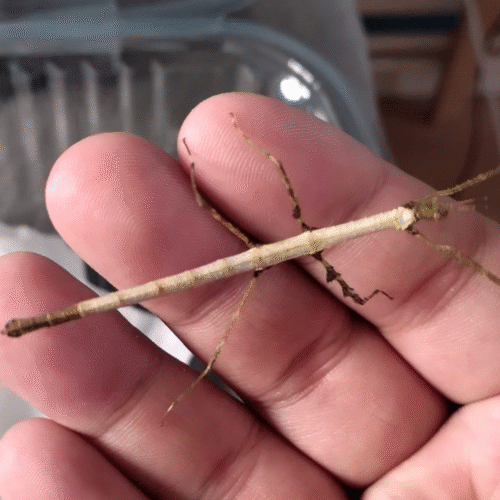 Design sans titre(252) Lobofemora scheirei