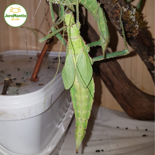 Heteropterix Dilatata (souche verte)