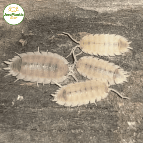 Porcellio Scaber "Ghost"