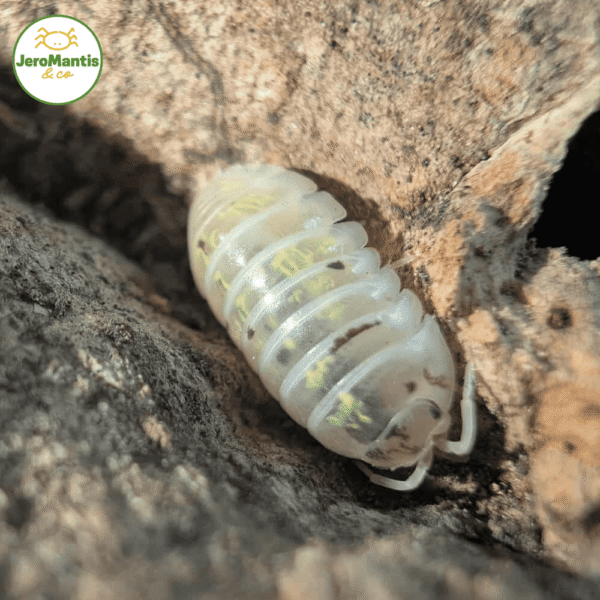 Armadillidium Vulgare "Magic Potion"