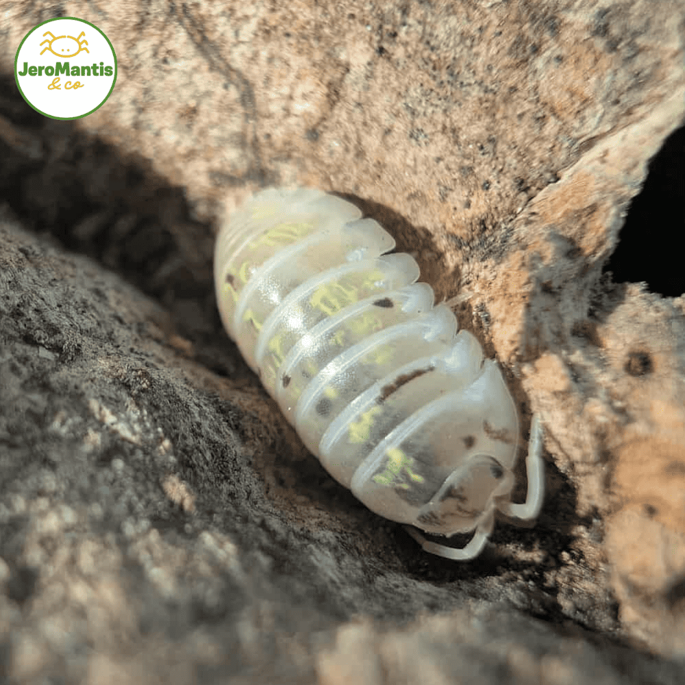 Armadillidium Vulgare "Magic Potion"