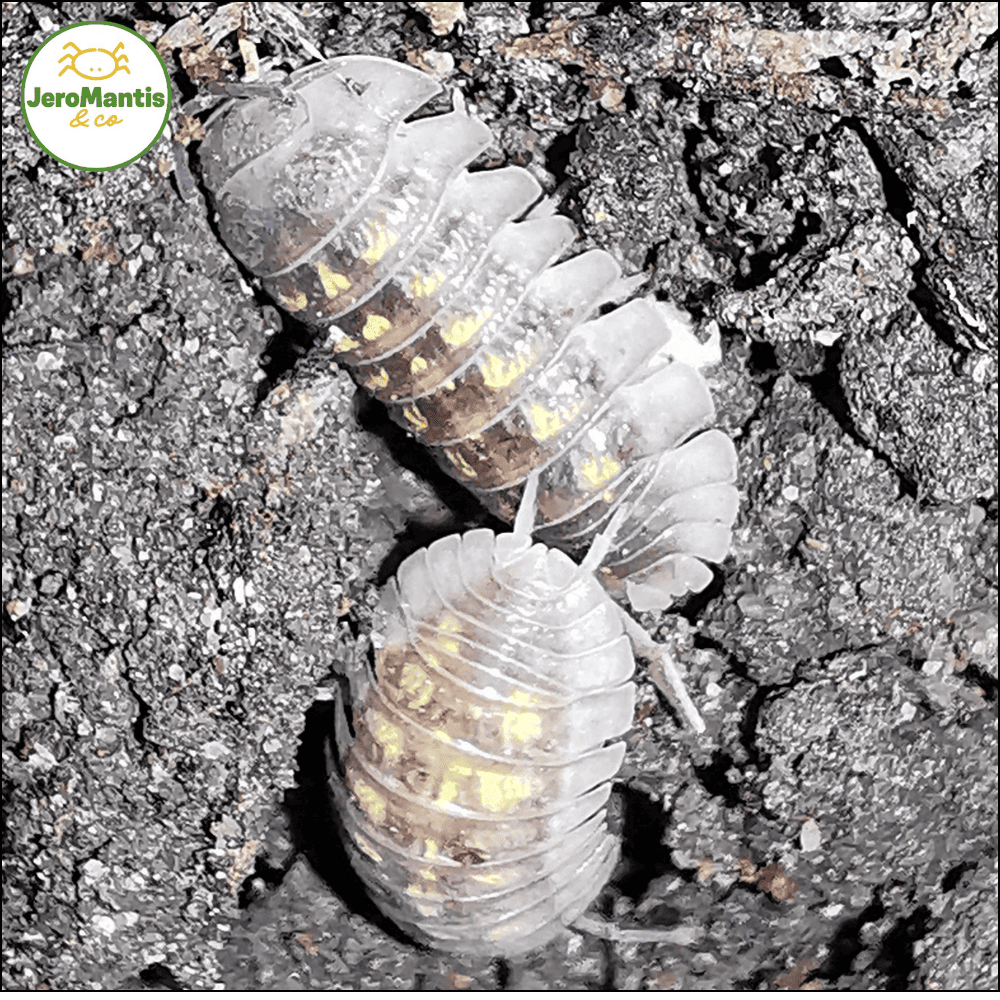 Armadillidium Granulatum "Gènes Orange"