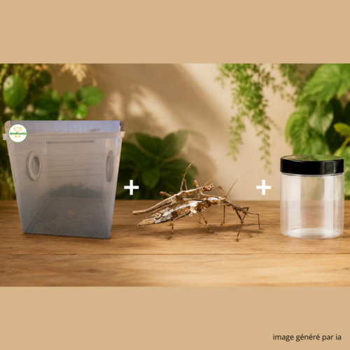 le décor à été généré par ia(32) Kit Cycle Phasmes