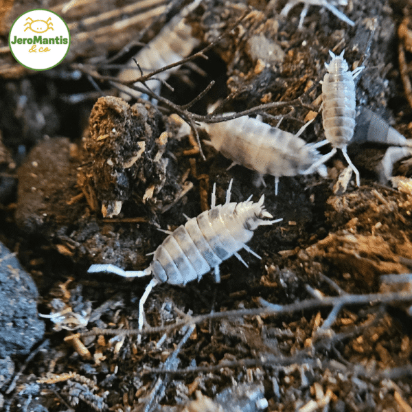 Porcellionides Pruinosus "Oreo Crumble"