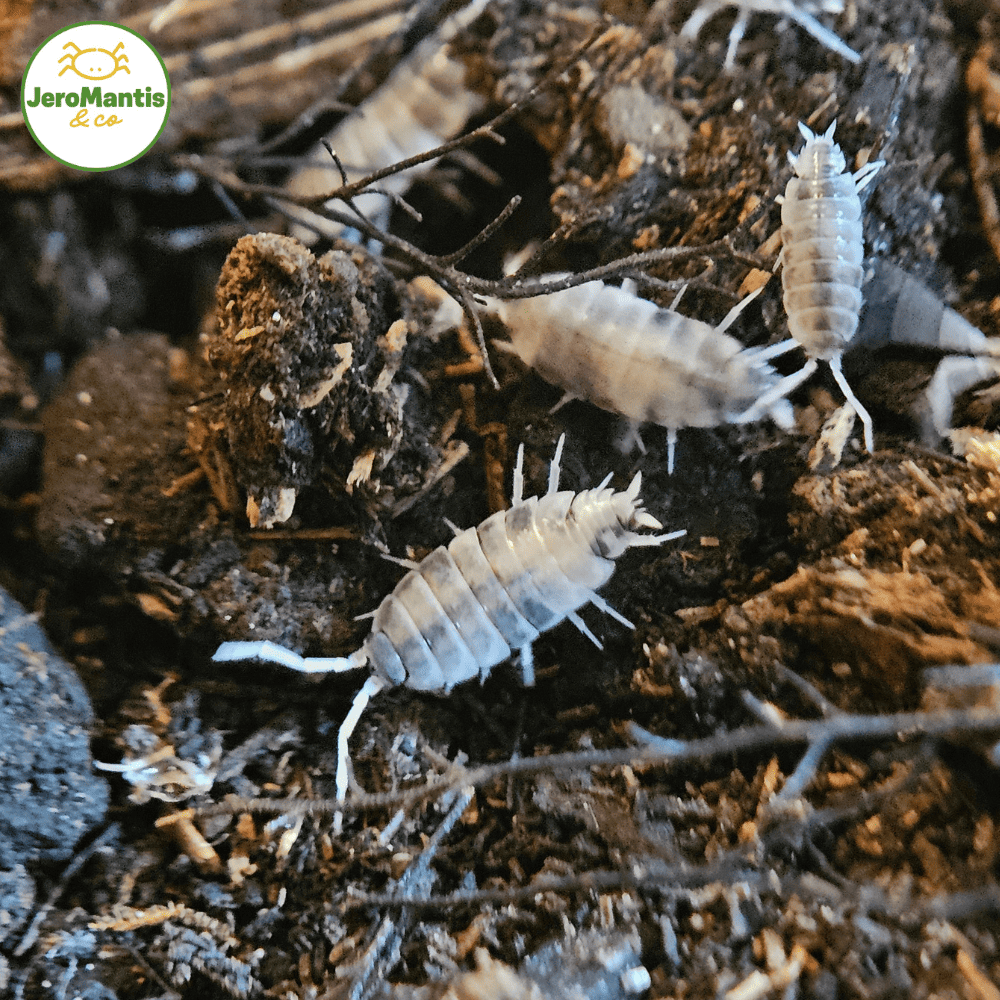 Porcellionides Pruinosus "Oreo Crumble"