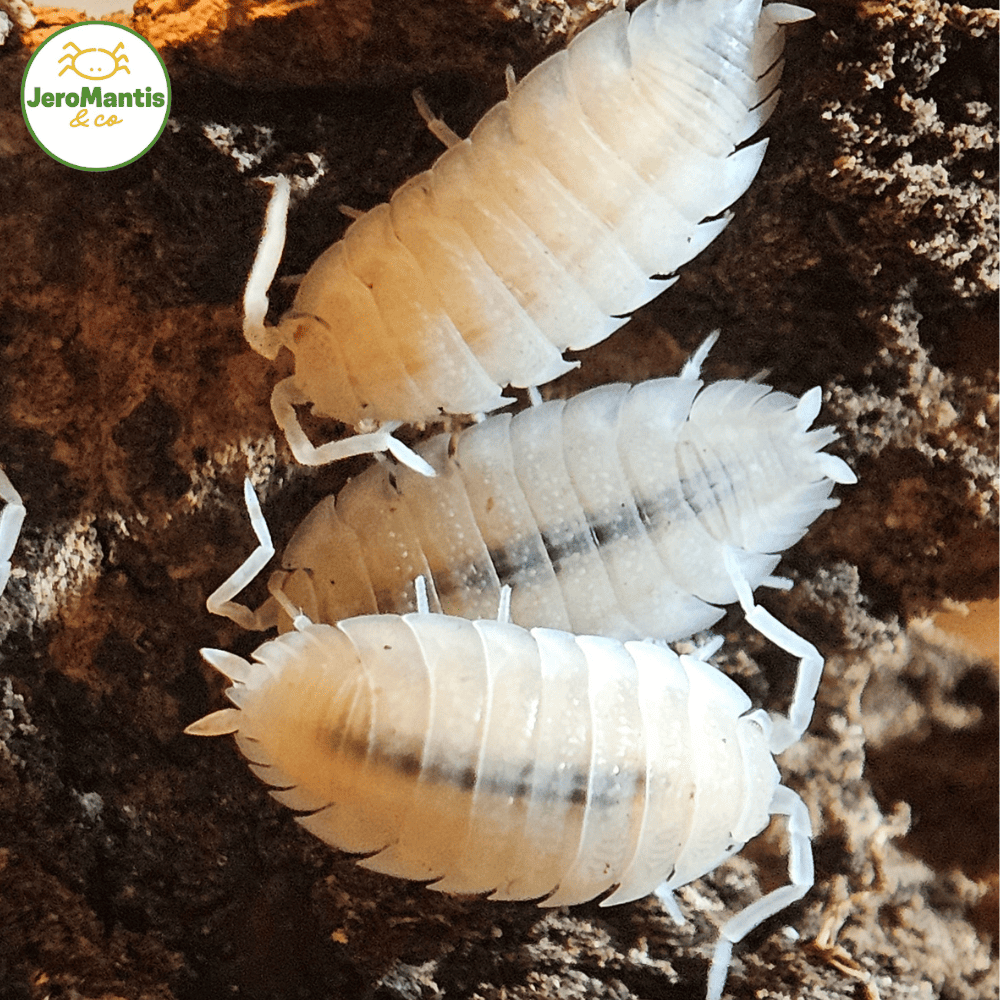 Porcellio Scaber "Dalmatien"