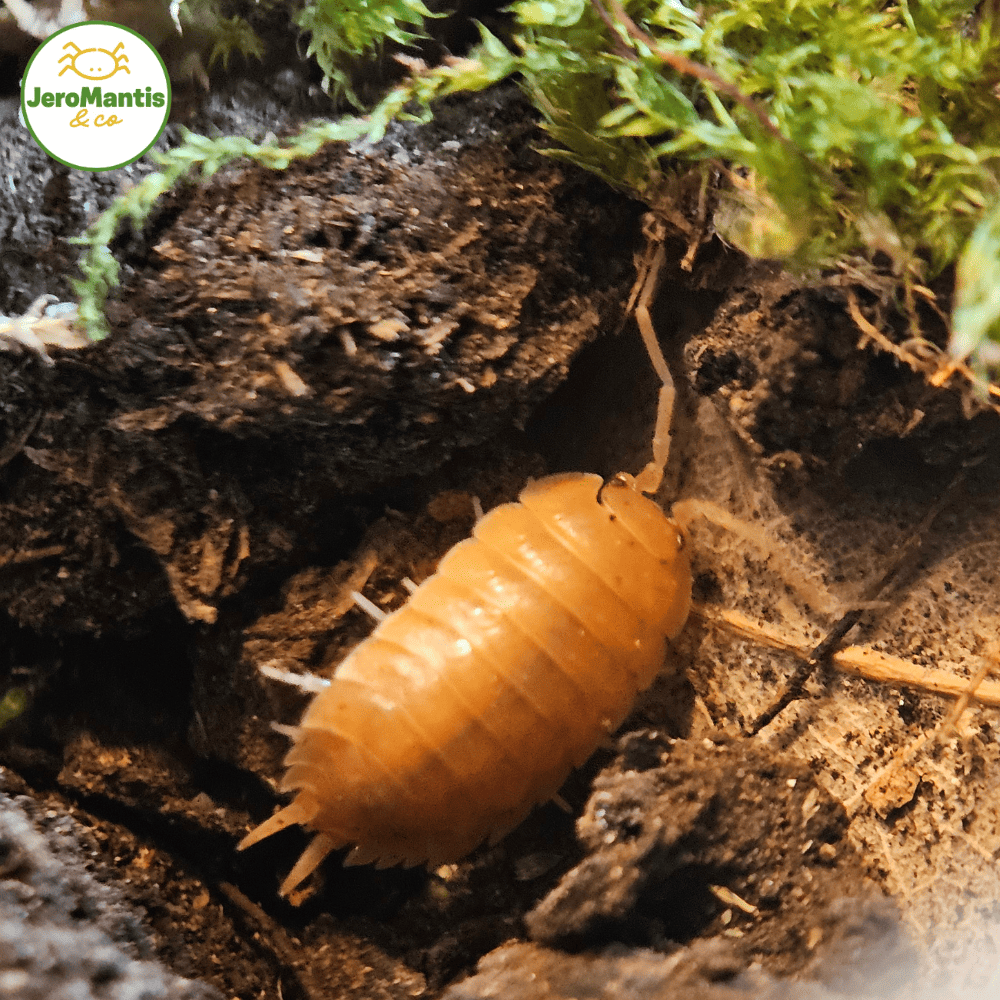 Porcellio Laevis "Orange"