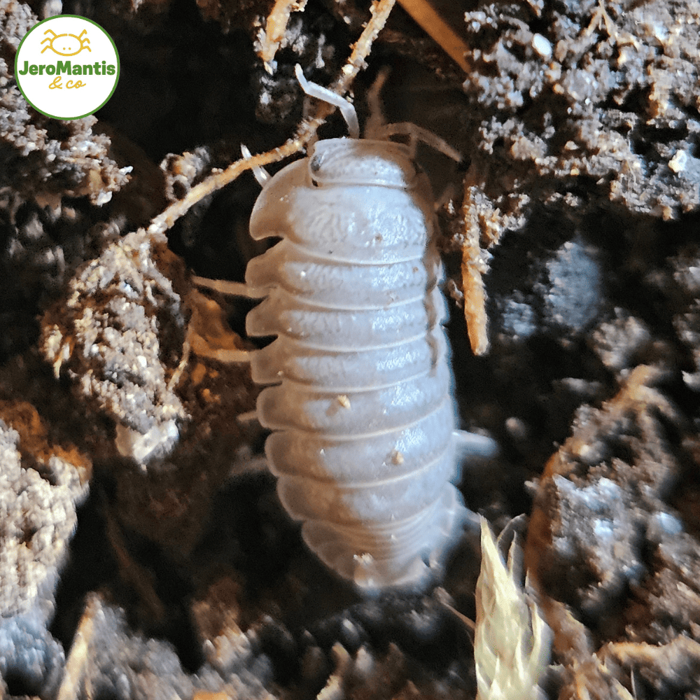 Cubaris Murina "Brown"