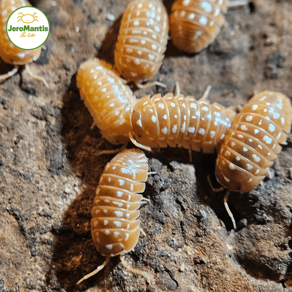 Armadillidium Werneri