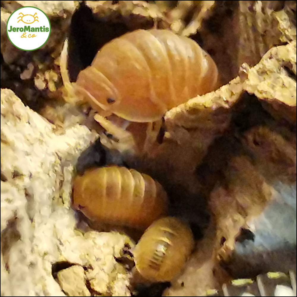 Cubaris Murina "Mandarin"