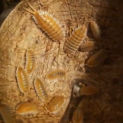 Porcellio hoffmannseggii "Orange" – Cloportes géants exotiques pour terrarium