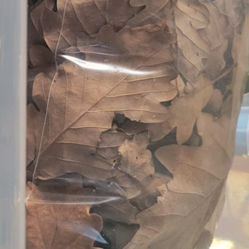 Feuilles de chêne naturelles séchées – Sachet 2 à 3 litres