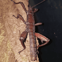 Eurycantha calcarata (Phasme cuir) – Insecte exotique robuste et impressionnant