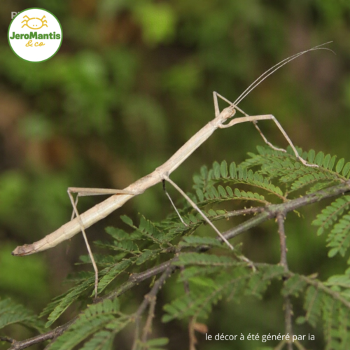 le décor à été généré par ia(27) Phaenopharos Khaoyaiensis (Phasme bâton)