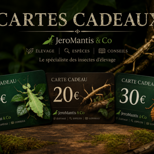 Carte Cadeaux
