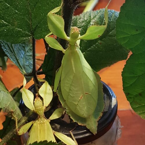 Phyllium Phyllipinicum (Phasme Feuille)