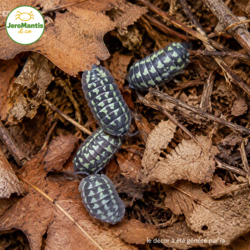 le décor à été généré par ia(7) Armadillidium Gestroi "White"